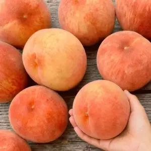 당일수확 달콤한 햇 황도 복숭아 2KG 중소과(11-13과) 말랑 부드러운 제철이네산지리포터