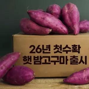[26년수확중] 햇 밤고구마 3kg(한입) 진짜 햇고구마입니다