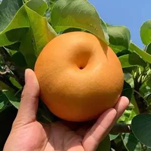 [산해직송][산해직송] 가정용 나주배 5kg(10-16과)