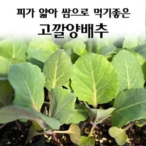 [모종심는아빠] 속이 꽉 차고 피가 얇아 쌈으로 먹기 좋은 고깔양배추 모종72개(트레이한판)