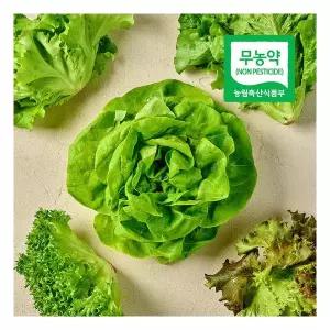 무농약 유럽 샐러드 채소 유러피안 쌈채소 1kg