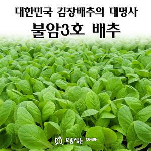 [모종심는아빠] 대한민국 김장배추의 대명사 불암3호 배추모종