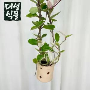 대성식물 꽃피는 호야 카노사 5종 택 1 토분 식재 세트 공중 행잉 인테리어 베란다 식물