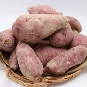 참푸른농장 농부의 마음을 담은 26년 햇 밤고구마_5kg/10kg