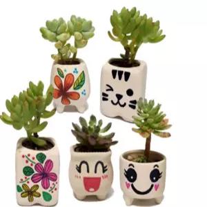 다육식물 화분 꾸미기 DIY 키트