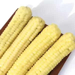 [롯데백화점]친환경팔도 괴산 급냉 찐 대학 찰옥수수 15개입