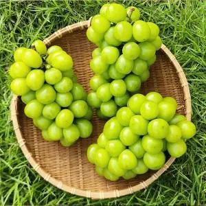 고당도 정품 샤인머스켓 4kg 8-10수