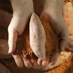 [유기농] 26년 햇 농바름 무안 밤고구마 6kg(개당 100g~300g)