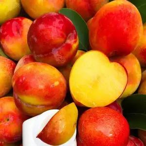 자연의정 햇 후무사 도담 자두 새콤달콤 특품 중대과 5kg 8534170