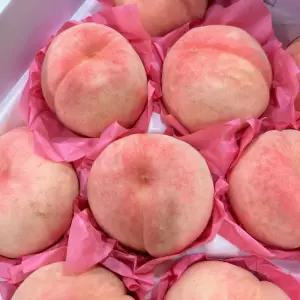 [농협중도매인]황금열매 햇 딱딱이 복숭아 대과 4kg(13-16과)