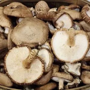 표고버섯 못난이 2kg [BPX22223]