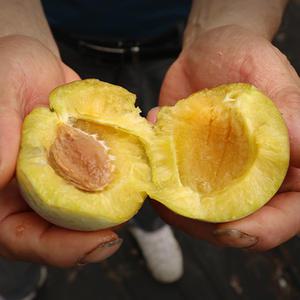 안동 햇 푸룬자두 1kg 2kg (가정용 선물용) 생푸룬자두 푸른 안동산지발송 푸룬생과