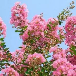 [같이가치농원]4치포트 왜성 배롱소녀심 미니백일홍나무묘목 배롱나무 목백일홍 여름꽃 개화주 정원조경