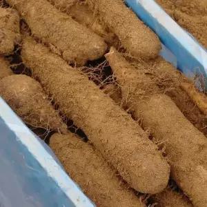 마 안동마 5kg 안동참마 산마 장마 생마 참마 마씨앗 산지직송 선별 8531558