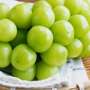 샤인머스켓 고당도 망고포도 실속형 2kg