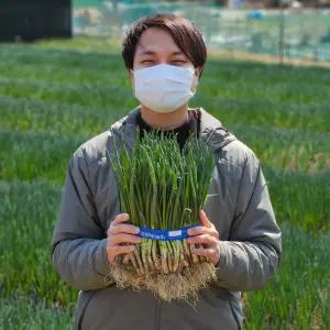 기장 쪽파 흙쪽파 1kg