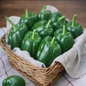 국내산 아삭하고 신선한 청피망 10kg 보통 상