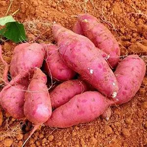 [사계절을그대로담은]해남 호박 고구마 10kg 특상