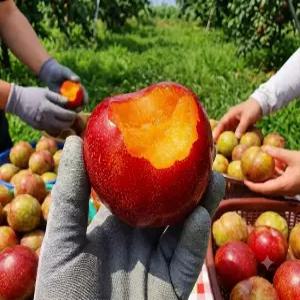 국산 경북 김천 초고당도 새콤달콤 왕 자두 추희자두 대과