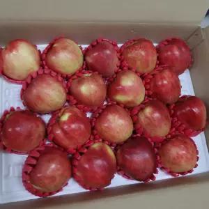 26년 햇 수확 아삭달콤한 청송 홍로 사과 5kg(선물세트)