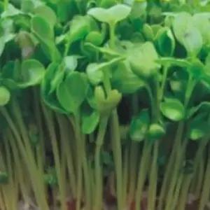 새싹전용 새싹 무순 야채 채소 종자 씨앗 키우기 30g/베란다/모종/모음/채소씨/야채씨/취미/씨앗류/텃밭
