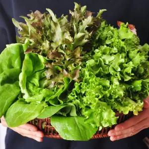 팜투맘 유러피안 샐러드 채소 1kg 야채 유럽 쌈 포케 상추 로메인 버터헤드 카이피라