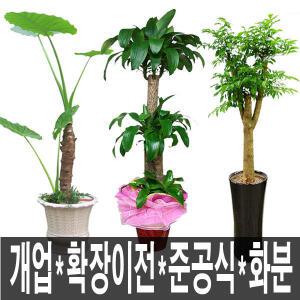 대전 서구꽃배달 서구개업화분 대형개업화분 승진 영전 취임 천사꽃배달