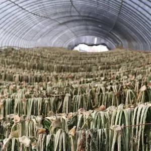 건무청시래기 500g 국산건무청시래기 무청시래기 건시래기시래기 농산물 채소