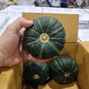 국내산 미니 밤호박 로얄과 8kg 보우짱 밤단호박