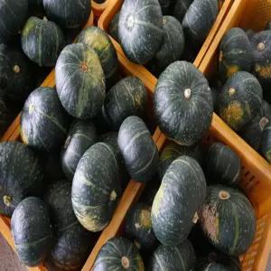 ALOHA-STORE 제주 단호박 소과 9KG 단호박죽