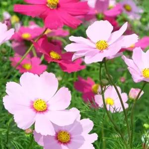 씨앗팜 야생화 꽃씨 종자 코스모스 씨앗판매 500립 모종 LW6231ED 여주씨앗 종묘사