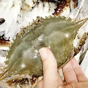 당일조업 서해안 가을 꽃게 대사이즈 생물 2kg (6~9미) 얼음포장