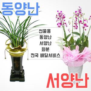 승진 취임 영전선물 선물용화분 동양난 서양난 개업화분 전국배달