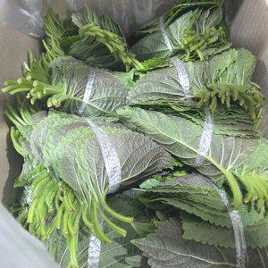 국내산 신선 깻잎 대용량 가정용 업소용 1kg