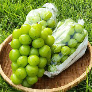[품질보증제] 햇 샤인머스켓 1.5kg (3수)