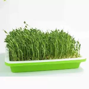 집에서 새싹 허브 콩나물 캣닢 키우기 수경 식물 기르기 재배기 키트 2단 트레이