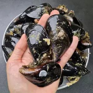 국내산 중대 활 담치 홍합 섭 2kg
