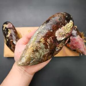 국내산 대왕 활 담치 홍합 섭 1kg
