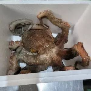 문어 2kg 대왕문어 통문어 대문어 문어숙회 손질