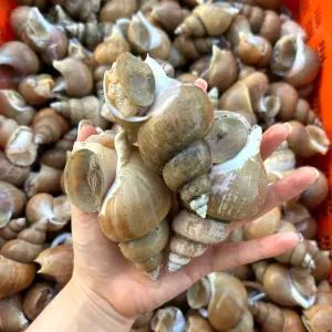 구룡포 자연산 생물 백고동 백골뱅이 활백고동 1kg