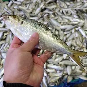 생물 구이용 통영 전어 1kg 6-14미 생물 전어 햇 전어 구이 여름전어 가을전어 겨울전