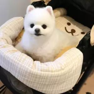 (올핀)차량용 강아지 카시트 애견 유모차 가드 쿠션