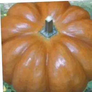 정원꾸미기 맷돌 늙은 호박 씨 채소 열매 씨앗 종자 품종 60립