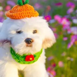 반려동물 강아지 귀여운 고양이 손뜨개 모자 케이프여름 자외선차단 산책 애견 용품 썬바이저 썬캡