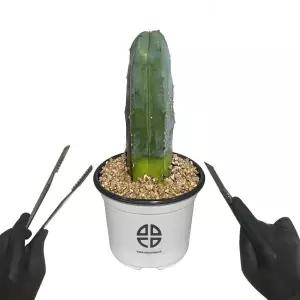 기둥 선인장 용신목 자르기 실험 키트화분키우기 가정용식물재배기 새싹키우기 미니 인테리어 키우기 DIY