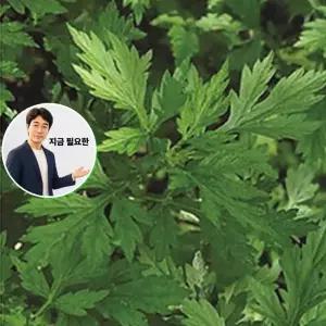 지금 필요한 식물 산쑥 씨앗 품종 1리터 목초 약용 종자 새싹키우기