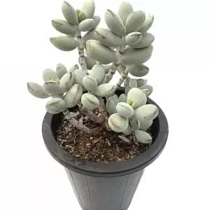 베하몰 실내 식물 방울복랑 다육이 28cm Cotyledon orbiculata cv. Succulent랑 랑이 화초 인테리어 인테리