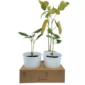 홍현마켓 강낭콩 화분 키우기 식물관찰일지