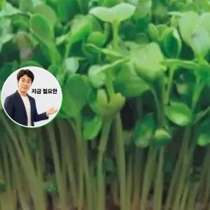 지금 필요한 새싹전용 무순 키우기 600g 씨앗 종자 채소 야채 새싹 씨