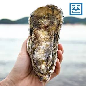 최상급 통영 생굴 석화 하프쉘 삼배체굴